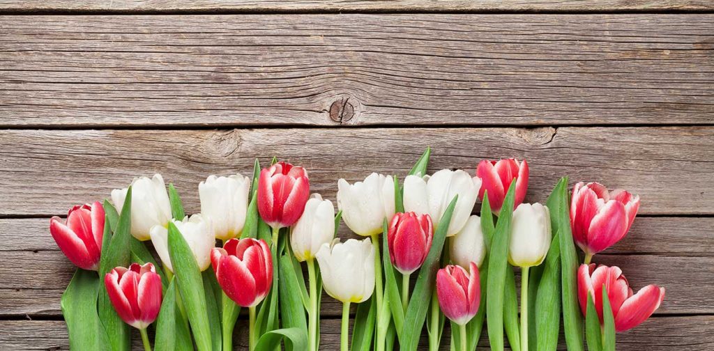Tulpen